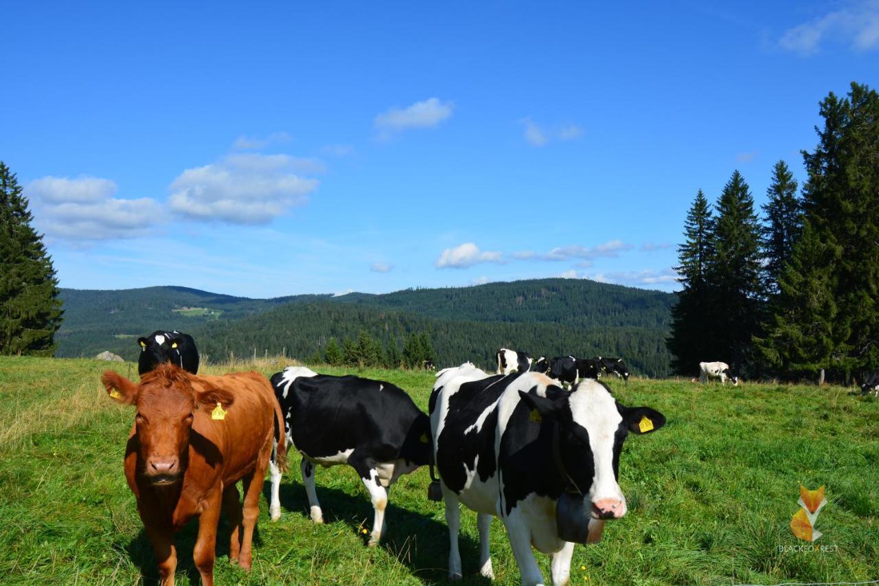 Blackfoxrest Ferienwohnung Feldberg  Luaran gambar
