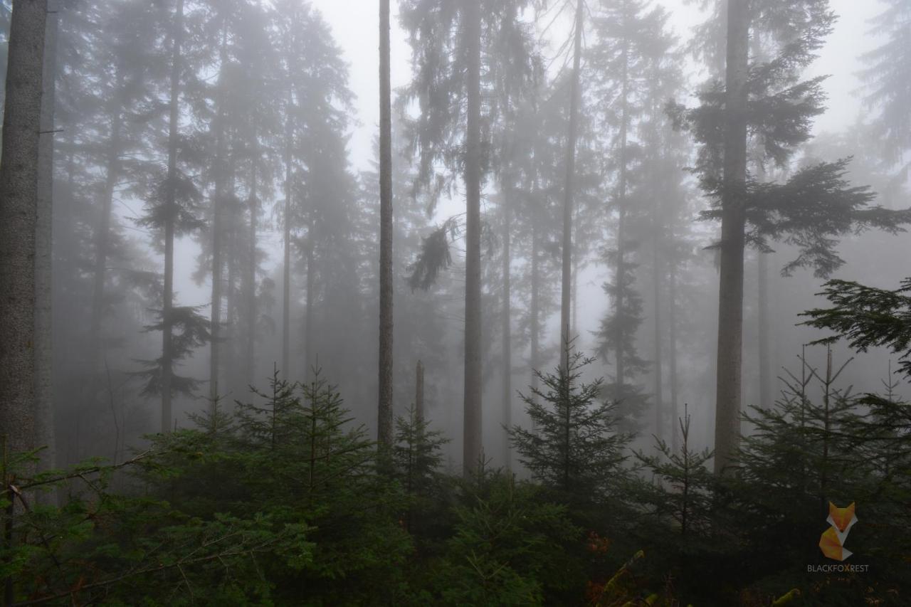 Blackfoxrest Ferienwohnung Feldberg  Luaran gambar