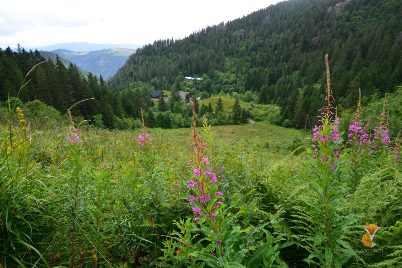 Blackfoxrest Ferienwohnung Feldberg  Luaran gambar